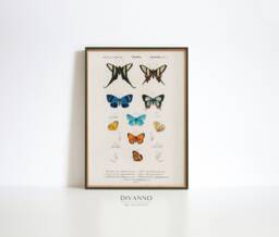 Antique Butterfly Wall Art, Charles D'orbigny Butterflies Print, Classroom Decor, Digital Download, Colorful Insect Poster, Canvas Gift Idea - thumbnail 1
