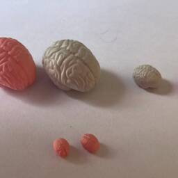 Brain Miniature, Gothic Decor, Halloween Diorama Prop, Little, Detailed, Organ, Anatomy Figurine, Dollhouse Decor - thumbnail 3