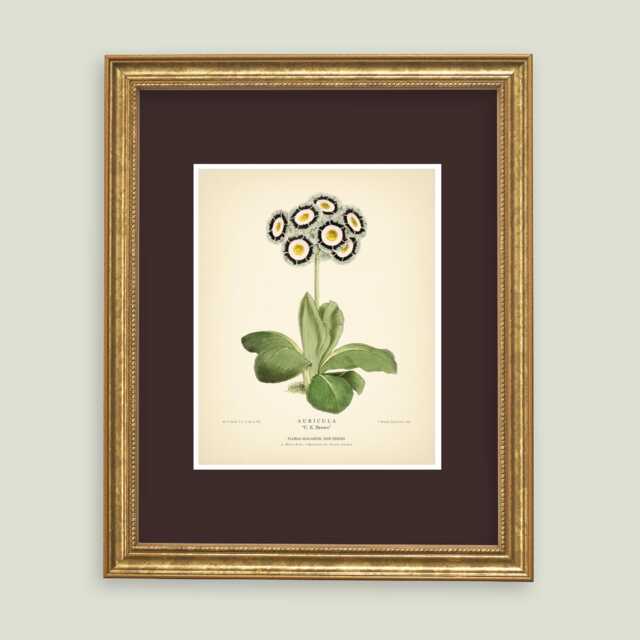 Auricula Print Flower Botanical Vintage Art Neutral Decor Wall Home Gardener Gift Plant - image 1