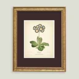 Auricula Print Flower Botanical Vintage Art Neutral Decor Wall Home Gardener Gift Plant - thumbnail 1
