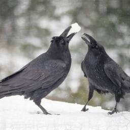 Raven Games - Signed Fine Art Photograph By June Hunter, Raven Portraiture - thumbnail 1