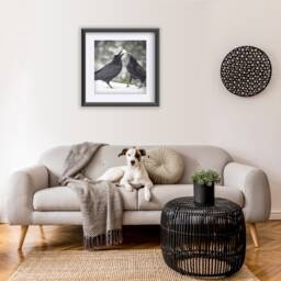 Raven Games - Signed Fine Art Photograph By June Hunter, Raven Portraiture - thumbnail 2