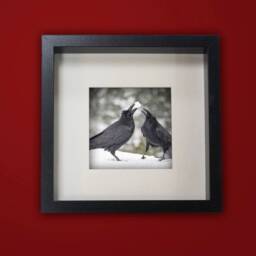 Raven Games - Signed Fine Art Photograph By June Hunter, Raven Portraiture - thumbnail 3