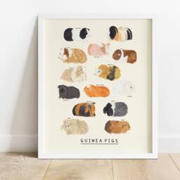 Guinea Pig Type Print - Cavies Pigs Identification Breeds Peru American Pet Gift Educational Wall Art Poster - thumbnail 3