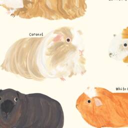 Guinea Pig Type Print - Cavies Pigs Identification Breeds Peru American Pet Gift Educational Wall Art Poster - thumbnail 2