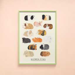 Guinea Pig Type Print - Cavies Pigs Identification Breeds Peru American Pet Gift Educational Wall Art Poster - thumbnail 1