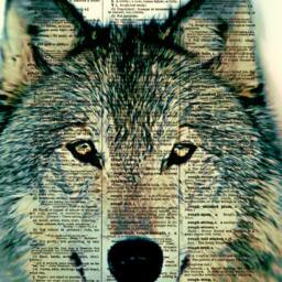 Wolf Print On An 1897 Antique Dictionary Page Animal Lover Gift - thumbnail 3