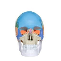 Plastic Human Skull - thumbnail 2