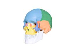 Plastic Human Skull - thumbnail 1