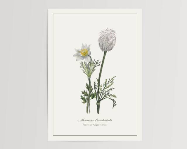 Western Pasqueflower Print - Printed & Shipped Illustration Floral Watercolour Home Decor - image 1