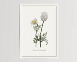 Western Pasqueflower Print - Printed & Shipped Illustration Floral Watercolour Home Decor - thumbnail 1