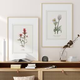 Western Pasqueflower Print - Printed & Shipped Illustration Floral Watercolour Home Decor - thumbnail 3