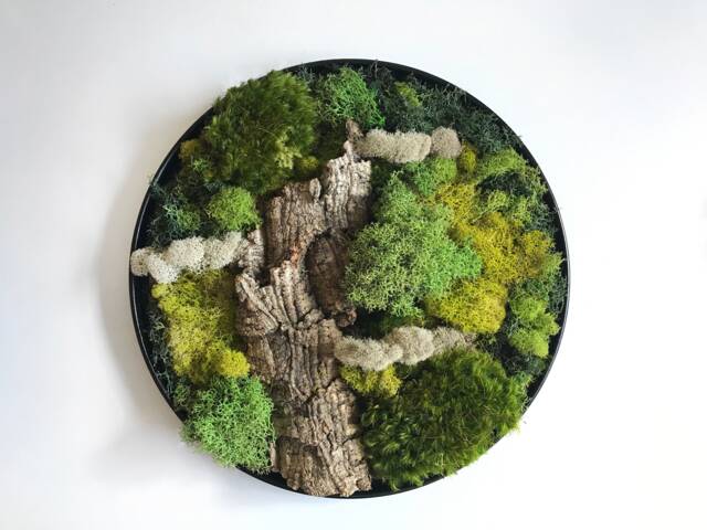 Round Moss Wall Art, Hang Preserved & Cork Bark, Vertical Garden Indoor, Natural Decor, Nature Botanical Art in Circle Frame - image 1