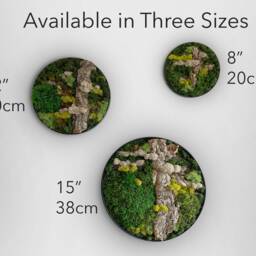 Round Moss Wall Art, Hang Preserved & Cork Bark, Vertical Garden Indoor, Natural Decor, Nature Botanical Art in Circle Frame - thumbnail 3
