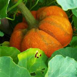 Handmade Felted Wool Pumpkin Fall Halloween Decor - thumbnail 2