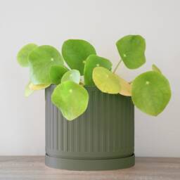 "Jetsetter Planter With Drainage & Saucer in Army Green, Unique 3D-Printed Plant Pot, Small To Large Sizes 4"" 5"" 6"" 7"" 8" - thumbnail 4