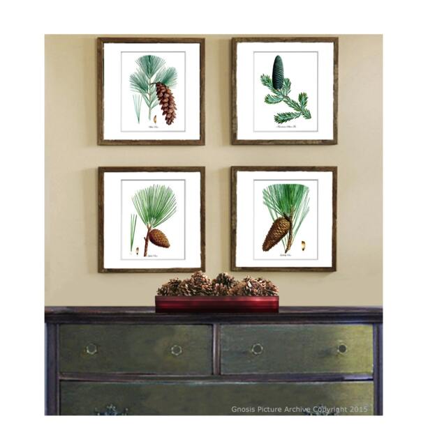 Winter Evergreen Decor Botanical Print Set Of 4 Unframed Wall Art Gnosispicturearchive - image 1
