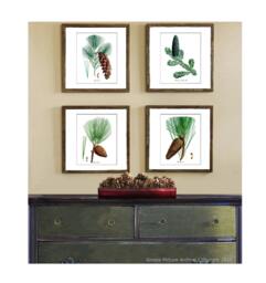 Winter Evergreen Decor Botanical Print Set Of 4 Unframed Wall Art Gnosispicturearchive - thumbnail 1