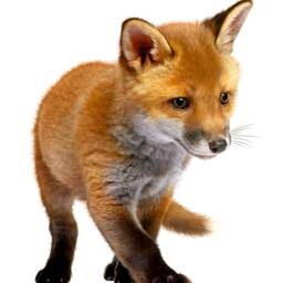 Fox Wall Decal Realistic Animal Art For Kids Room - thumbnail 2