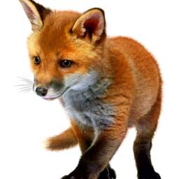 Fox Wall Decal Realistic Animal Art For Kids Room - thumbnail 3
