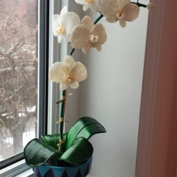Orchid Plant Made Entirely Of Clay/Orchid Plant, Handmade, Clay - thumbnail 2