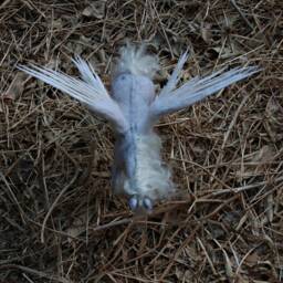Needle Felted Pegasus. Winged Horse. Felt By Daria Lvovsky - thumbnail 4