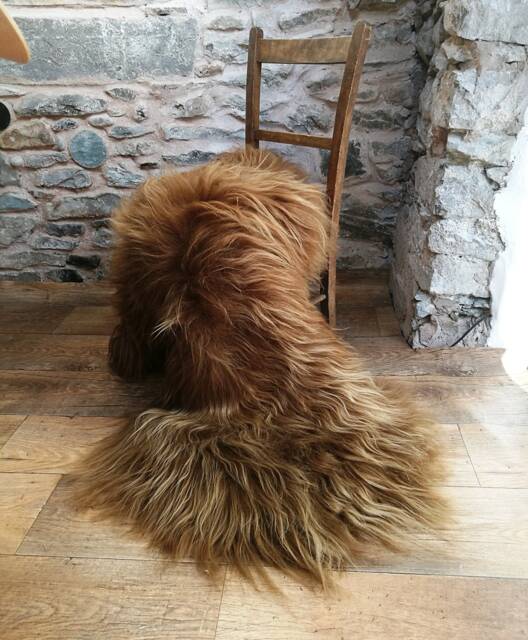 Highland Cow Icelandic Sheepskin Rug 47 - image 1