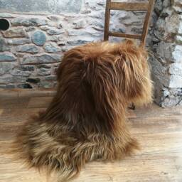 Highland Cow Icelandic Sheepskin Rug 47 - thumbnail 2