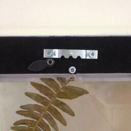 Handmade Wall Art, Fern Fiddlehead Wedding Gift, Nature Botanical Art - thumbnail 4