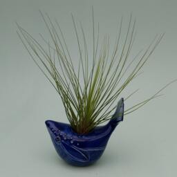 Small Whale Air Plant Holder, Bring The Beach Home - thumbnail 3