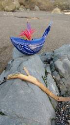 Small Whale Air Plant Holder, Bring The Beach Home - thumbnail 1