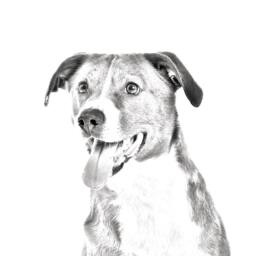 Austrian Pinscher - Wooden Stand For Candles/Pens With The Image Of A Dog New Collection - thumbnail 2