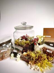 Diy Complete Terrarium Kit With Plants, Glass Jar, Moss, UK Handmade - thumbnail 1