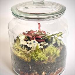 Diy Complete Terrarium Kit With Plants, Glass Jar, Moss, UK Handmade - thumbnail 2