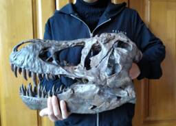 New, 38cm???dinosaur Model/T-Rex Skull Small Model Db-B1802 - thumbnail 1