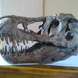 New, 38cm???dinosaur Model/T-Rex Skull Small Model Db-B1802 - thumbnail 3