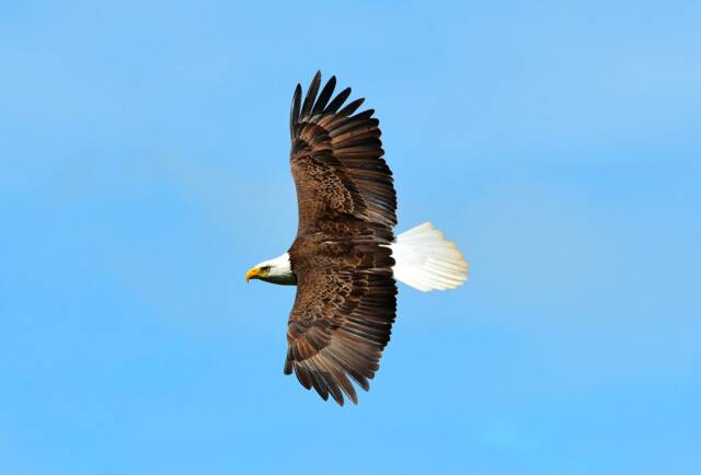 Digital Download Prints, Bald Eagle, Eagle Print, Bird Of Prey, Animal Wall Art, Printable Instant Download, Soaring - image 1