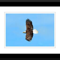 Digital Download Prints, Bald Eagle, Eagle Print, Bird Of Prey, Animal Wall Art, Printable Instant Download, Soaring - thumbnail 2