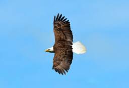 Digital Download Prints, Bald Eagle, Eagle Print, Bird Of Prey, Animal Wall Art, Printable Instant Download, Soaring