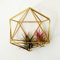 Geometric Air Plant Holder, Airplant Hanger, Tillandsia Display, Flatlay Prop, Glassless Terrarium - thumbnail 2
