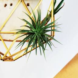 Geometric Air Plant Holder, Airplant Hanger, Tillandsia Display, Flatlay Prop, Glassless Terrarium - thumbnail 3