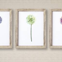 Allium Print , Wall Art Watercolour Flower Botanical Room Decor Set Of 3 Prints - Bedroom Home Office - thumbnail 4