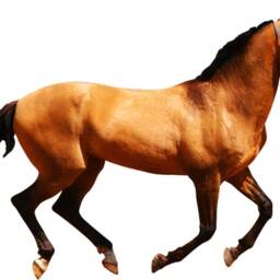 Horse - Peel & Stick Vinyl Wall Decals - Pony Sticker Stallion Art Reusable Fabric Decal Vwaq-Pas22 - thumbnail 2