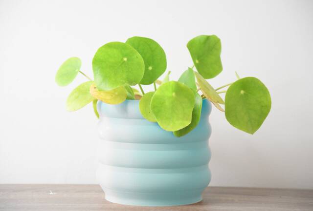 "Bubbly Planter With Drainage & Saucer in Cotton Candy Blue, Unique 3D-Printed Plant Pot, Small To Large Sizes 4"" 5"" 6"" 7"" 8" - image 1