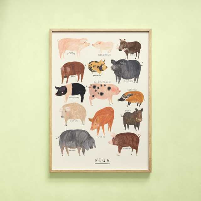 Pig Type Print - Pigs Identification Farm Breed Piggy Oink Minipig Pot Bellied Gift Educational Wall Art Home Decor Poster - image 1