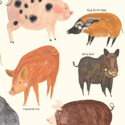 Pig Type Print - Pigs Identification Farm Breed Piggy Oink Minipig Pot Bellied Gift Educational Wall Art Home Decor Poster - thumbnail 2