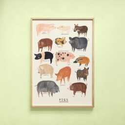 Pig Type Print - Pigs Identification Farm Breed Piggy Oink Minipig Pot Bellied Gift Educational Wall Art Home Decor Poster - thumbnail 1