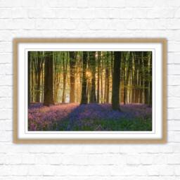Bluebells in The Woods. Framed Picture With Choice Of Frame Colours - thumbnail 1