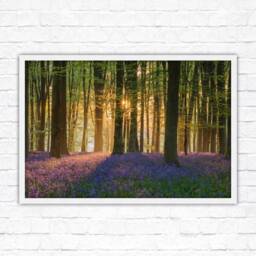 Bluebells in The Woods. Framed Picture With Choice Of Frame Colours - thumbnail 3