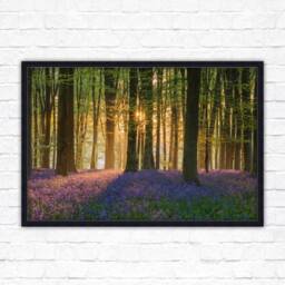 Bluebells in The Woods. Framed Picture With Choice Of Frame Colours - thumbnail 2